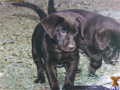 Labrador Retriever Puppies in TX