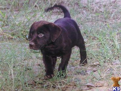 Labrador Retriever Puppies in TX