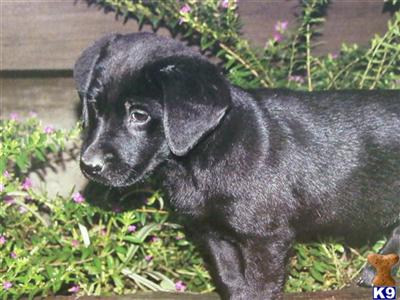 Labrador Retriever Puppies in TX