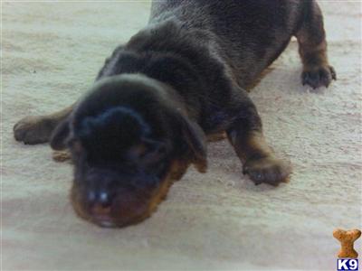 Puppies in TX