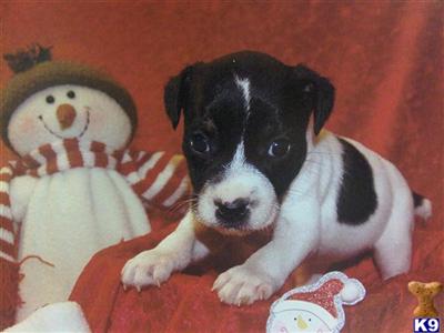 Jack Russell Terrier Puppies for Sale
