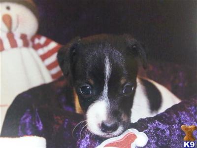 Jack Russell Terrier Puppies for Sale