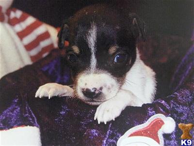 Jack Russell Terrier Puppies for Sale