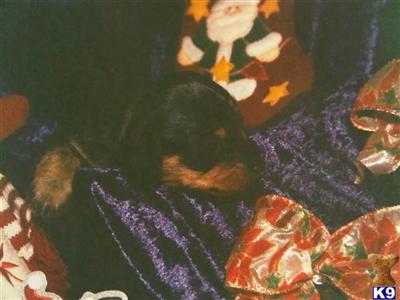 Dachshund Puppies in TX
