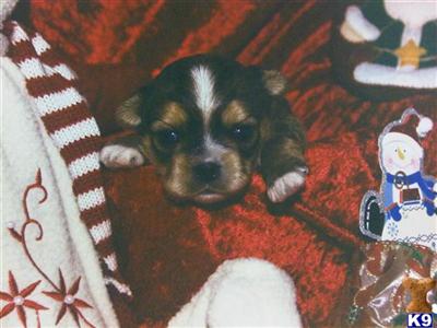 Shih Tzu Puppies in TX