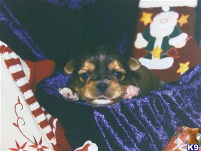 Shih Tzu Puppies in TX