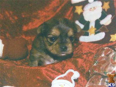 Shih Tzu Puppies in TX