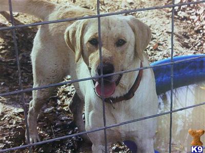 Dogs for Sale in TX