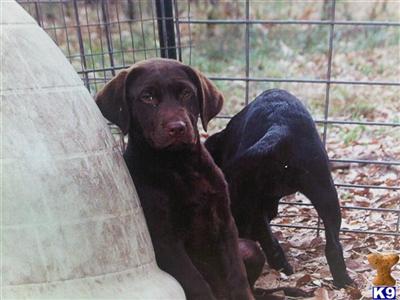 Labrador Retriever Puppies in TX