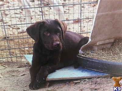 Labrador Retriever Puppies in TX