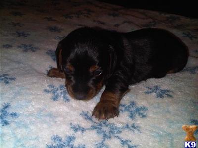 Dachshund Puppies in TX