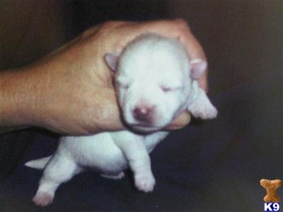 West Highland White Terrier Puppies for Sale