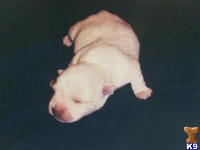 West Highland White Terrier Puppies for Sale
