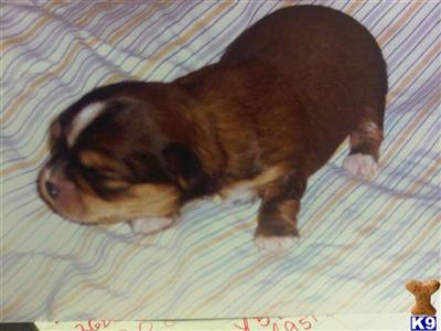 Shih Tzu Puppies for Sale