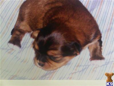 Shih Tzu Puppies for Sale
