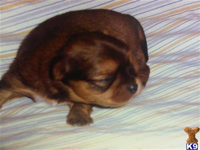 Shih Tzu Puppies for Sale