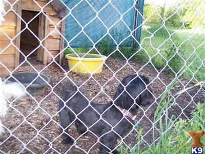 Dogs for Sale in TX