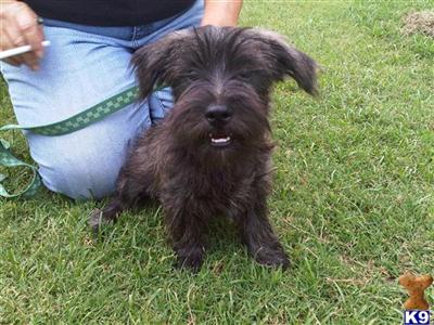 West Highland White Terrier Puppies for Sale