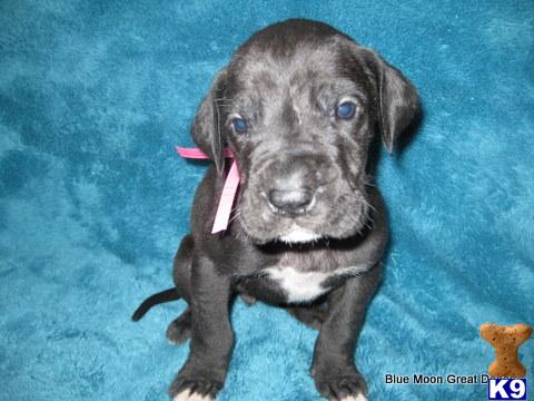 Great Dane Puppies