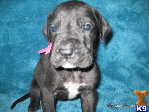Great Dane Puppies