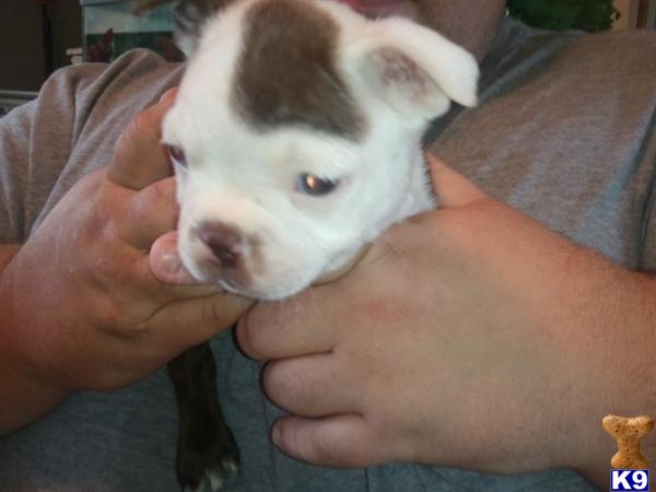 Puppies in IA