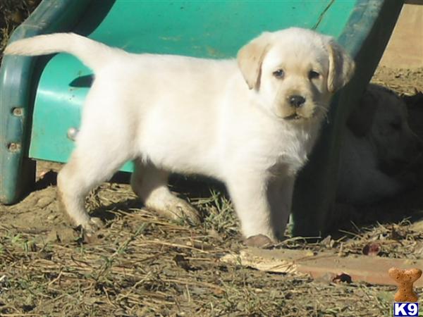 Puppies in Memphis