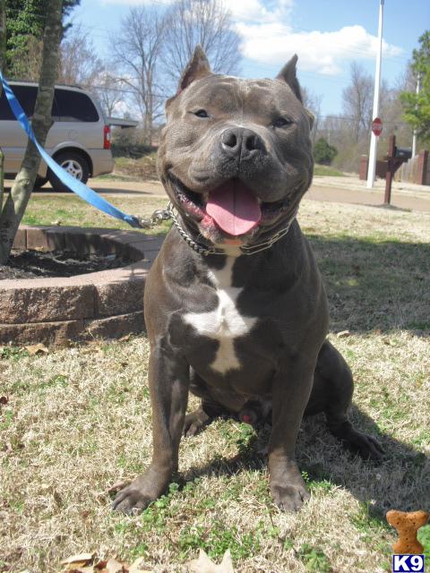 Stud Dogs in TN