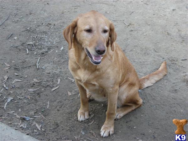 Dogs for Sale in TN