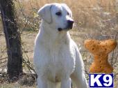 Dogs for Sale in TN