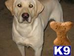 Dogs for Sale in TN