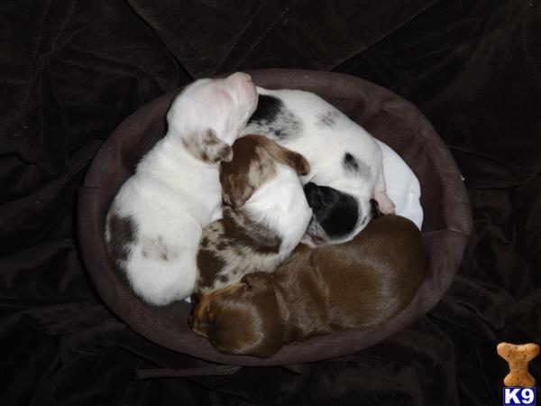 Puppies in NE