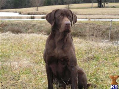 Stud Dogs in VA