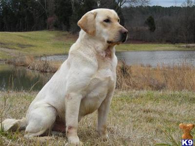 Dogs for Sale in VA