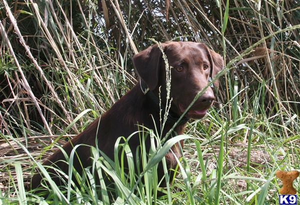 Stud Dogs in VA