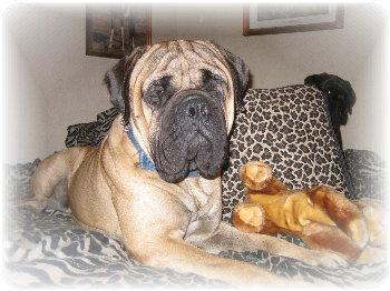 Bullmastiff Puppies for Sale