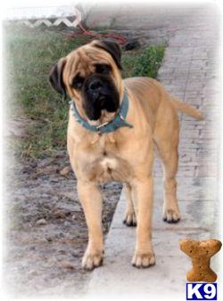 Stud Dogs - Bullmastiff