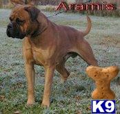 Stud Dogs - Bullmastiff