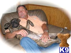 Bullmastiff Puppies