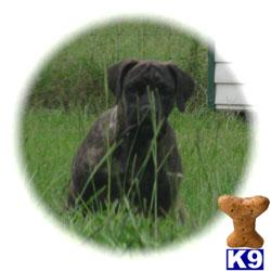Bullmastiff Puppies