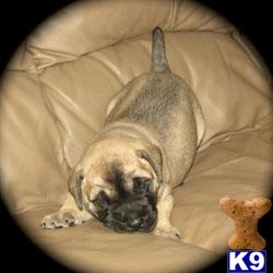 Bullmastiff Puppies