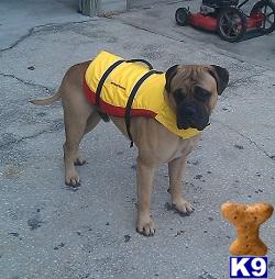 Stud Dogs - Bullmastiff