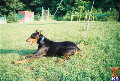 Doberman Pinscher Puppies for Sale