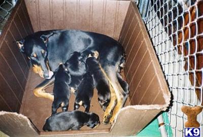 Puppies in KY