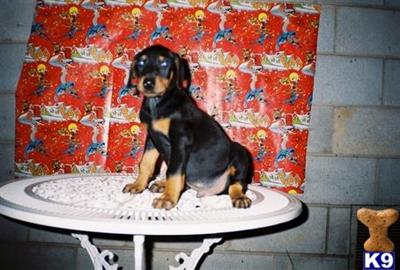 Puppies in KY