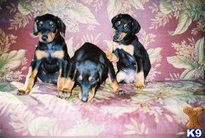 Puppies in KY