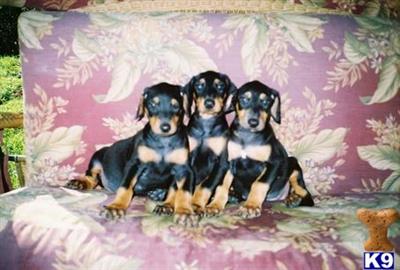 Puppies in KY