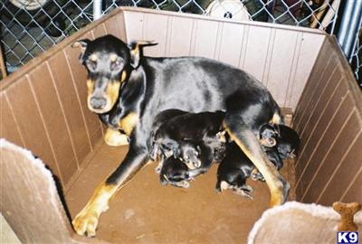 Doberman Pinscher Puppies for Sale
