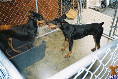 Puppies for Sale