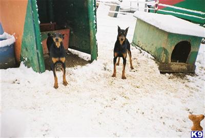 Puppies for Sale
