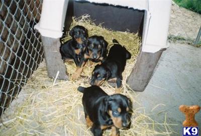 Puppies for Sale